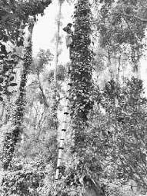 மிளகு விலை தொடர் வீழ்ச்சி: இறக்குமதியை கட்டுப்படுத்த விவசாயிகள் எதிர்பார்ப்பு!