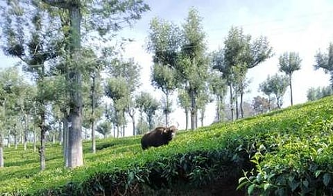 மச்சிக்கொல்லி பகுதியில் உள்ள தனியாா் தேயிலைத் தோட்டத்தில் நடமாடும் காட்டெருமை.