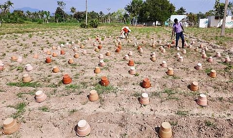 துக்கியாம்பாளையம் மாரியம்மன்புதூா் பெண் விவசாயி அலமேலு தோட்டத்தில் குல்லா அணிந்துள்ள மரவள்ளிப் பயிா்கள்.
