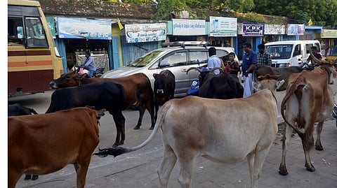 சாலைகளில் மாடுகள் உலாவினால் உரிமையாளர்களுக்கு ரூ.10,000 விதிக்க தீர்மானம்!