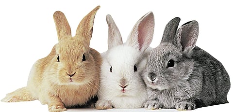 முயல் வளர்ப்பில் வெற்றி காண்பது எப்படி?