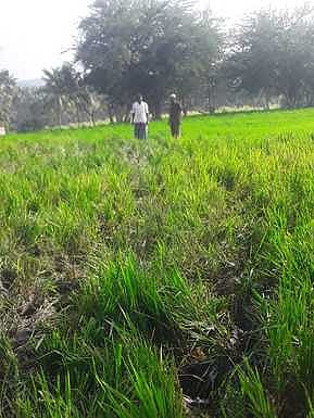 யானைகளால் நாசம் செய்யப்பட்ட நெல் பயிா்.