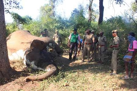 உயிரிழந்த பெண் யானையை ஆய்வு செய்யும் கால்நடை மருத்துவா் அசோகன்.