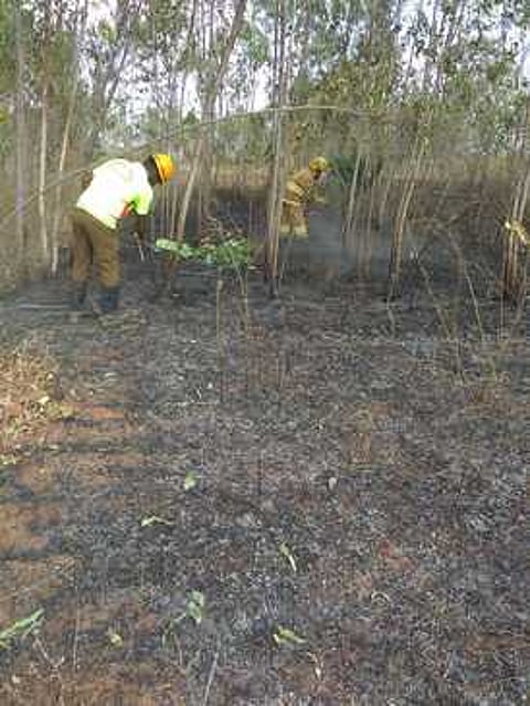 தைலமரக்காட்டில் தீயை அணைக்கும் பணியில் ஈடுபட்டிருந்த தீயணைப்பு மற்றும் மீட்புப் பணி வீரா்கள்.