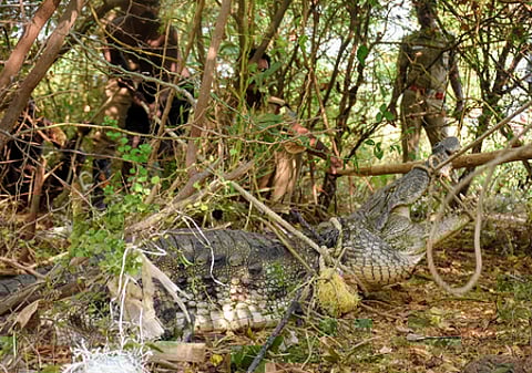 திருச்சி குழுமாயி அம்மன் கோயில் அருகே உள்ள உய்யக்கொண்டான் வாய்க்காலில் சனிக்கிழமை பிடிபட்ட முதலை.