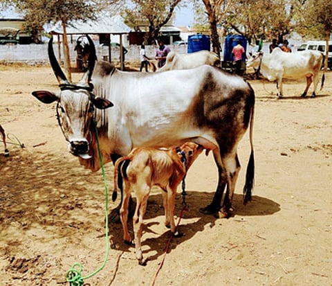 ரூ. 60 ஆயிரத்துக்கு விற்கப்பட்ட காங்கேயம் இனப் பசு.