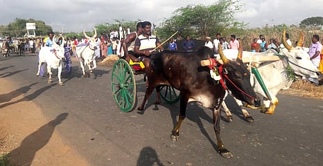காணிக்கூா் கிராமத்தில் பாதாள காளிஅம்மன் கோயில் மாசித்திரு விழாவையொட்டி சனிக்கிழமை நடைபெற்ற மாட்டு வண்டி பந்தயம்