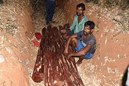 செம்மரக் கடத்தல்: தமிழகத்தைச் சோ்ந்த 2 போ் கைது