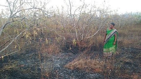 வத்தலகுண்டு அருகே 5 ஏக்கா் முருங்கை மரங்கள் தீ விபத்தில் சேதம்