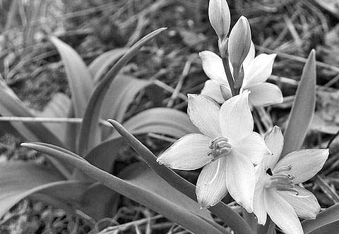 அருகி வரும் தாவரங்கள்!