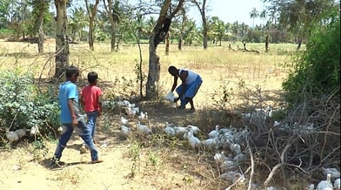 கோழிகளை எடுத்துச் செல்லும் பொதுமக்கள்.