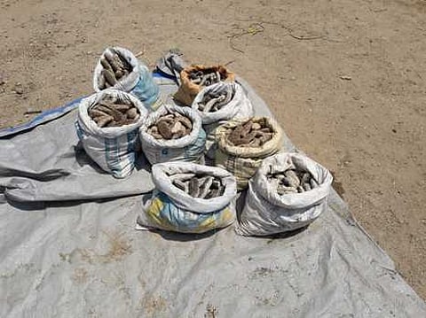 தூத்துக்குடியில் சனிக்கிழமை பறிமுதல் செய்யப்பட்ட கடல் அட்டைகள்.