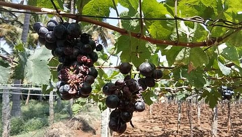 3,000 ஏக்கரில் பன்னீர் திராட்சை: கொடியிலே அழுகும் நிலை