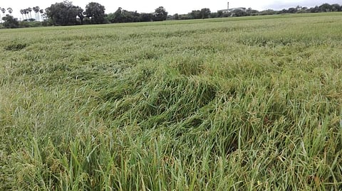 காஞ்சிபுரம் மாவட்டத்தில் அறுவடைக்குத் தயார் நிலையில் 60,000 ஏக்கர் நெற்பயிர்கள் சாய்ந்தது