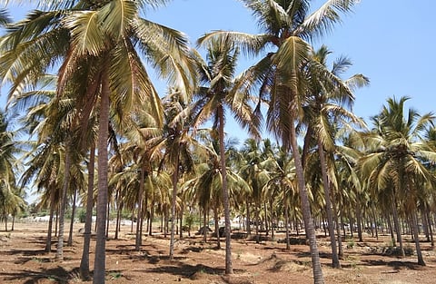 வாழப்பாடி அருகே மேட்டுப்பட்டி செல்லியம்மன் நகரில் உள்ள தென்னந்தோப்பு.
