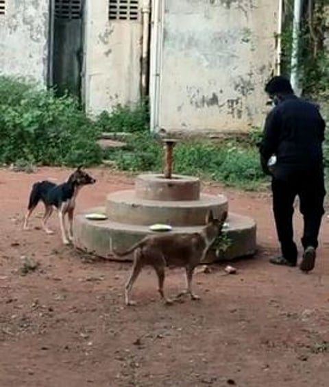 தஞ்சாவூரில் தெரு நாய்களுக்கு உணவு வழங்கிய தன்னாா்வலா்கள்.