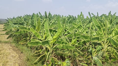 வாழை சாகுபடி