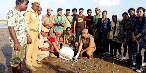 ஆலிவ் ரிட்லி என்ற அரியவகை கடல் ஆமைக் குஞ்சுகள்