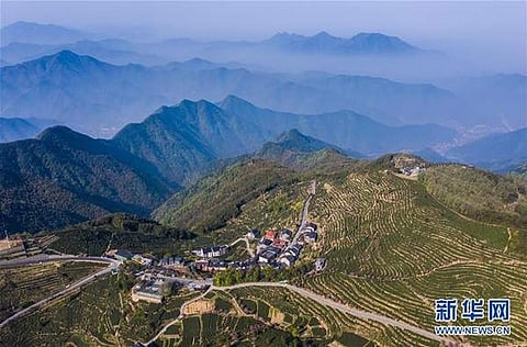 சீனா: சிறப்புத் தேயிலையால் மக்களின் வருமானம் உயர்வு