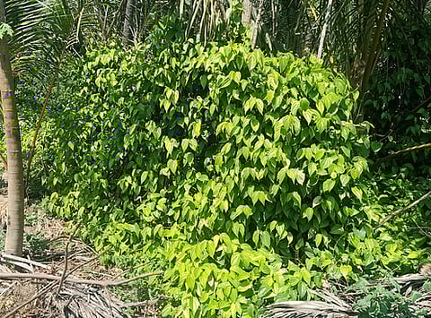 ரெட்டிமாங்குப்பத்தில் பழுத்து வீணாகும் வெற்றிலைக் கொடி.