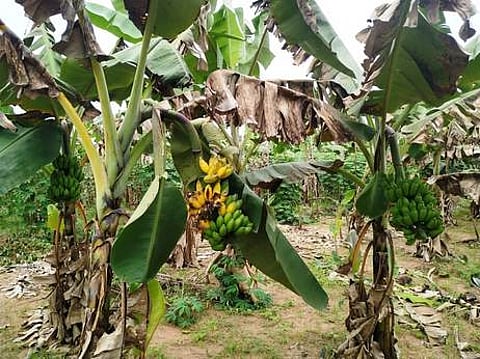 வாழை இலை விற்பனைச் சரிவால் விவசாயிகள் பாதிப்பு