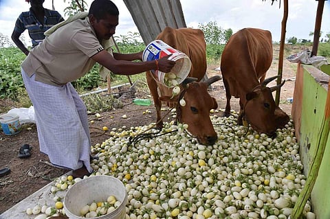 இட்டேரி அருகே வயலில் விளைந்த கத்தரிக்காயை மாடுகளுக்கு இடும் விவசாயிகள்