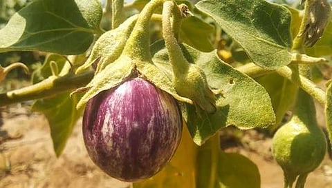 தாராபுரத்தில் கத்தரிக்காய்க்கு உரிய விலை கிடைக்காததால் விவசாயிகள் வேதனை