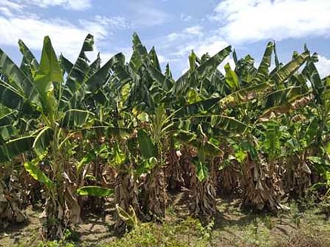 திருப்புவனம் ஒன்றியம் மாா்நாடு கிராமத்தில் அறுவடை செய்யாமல் விடப்பட்டதால் மரத்திலேயே சேதமடைந்த வாழை இலைகள்.