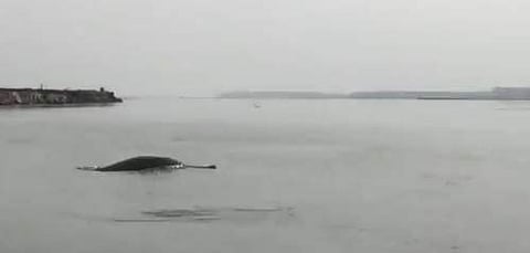 மீரட்: கங்கை நதியில் ஆற்று டால்ஃபின்கள் தென்பட்டன