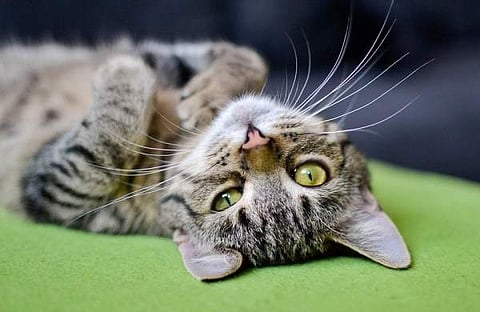 பூனையிடம் இருந்து பூனைக்கு கரோனா பரவும்; ஆனால்.. : சீன ஆய்வு முடிவு