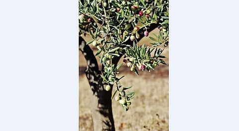 மரங்களின் வரங்கள்! ஆவ் மரம்!