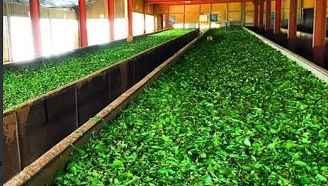 vp4tea_0404chn_204_3