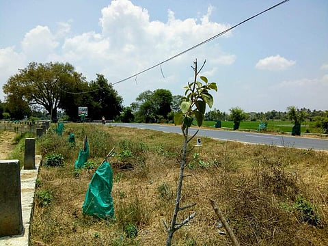 மன்னார்குடி - நீடாமங்கலம் சாலையில் வைக்கப்பட்ட மரப்போத்துகள்