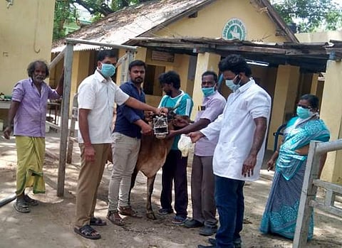 சினை மாட்டின் தொண்டையில் சிக்கிய 1.5 கிலோ அரிசியுடன் கூடிய பிளாஸ்டிக் பை அகற்றம்