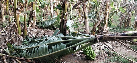 பஞ்சலிங்கபுரம் பகுதியில் சூறைக் காற்றில் சேதமடைந்த வாழைகள்.