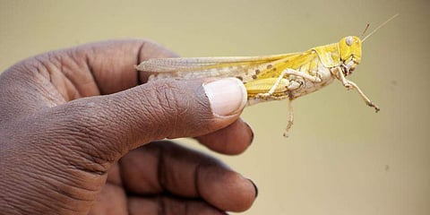 வெட்டுக்கிளிகளின் தாக்குதல்