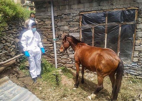 விலங்குகளையும் விட்டுவைக்காத கரோனா அச்சம்: தனிமைப்படுத்தப்பட்ட குதிரை