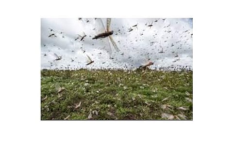 வெட்டுக்கிளிகள் கா்நாடகத்தைத் தாக்குவதற்கான வாய்ப்புகள் குறைவு: அமைச்சா் பி.சி.பாட்டீல்