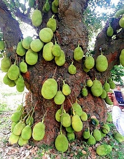 பண்ருட்டி வட்டம், மாளிகம்பட்டு கிராமத்தில் உள்ள பலா மரம்.