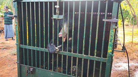 தென்காசி அருகே வனத்துறை வைத்த கூண்டில் சிக்கிய 4ஆவது கரடி