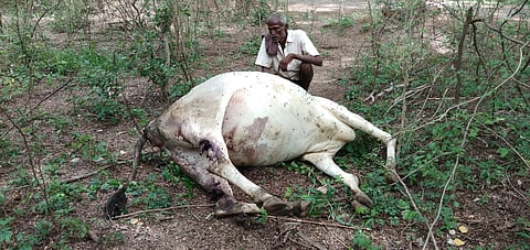 வனப்பகுதியில் மா்ம நபா்களால் வேட்டையாடப்படும் நாட்டு மாடுகள்