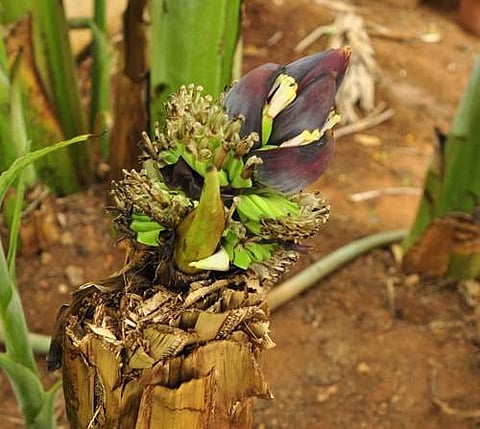 வெட்டிய வாழை மரத்தில் காணப்படும் பூ மற்றும் காய்கள்.