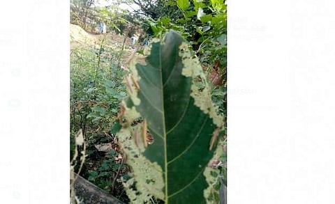 திருவையாறு அருகே இலைகளைத் தாக்கும் வெட்டுக்கிளிகள்