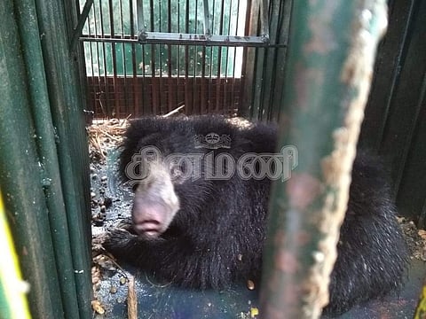 கடையம் வனச்சரகத்தில் தொடரும் கரடி வேட்டை: 12 நாள்களில் 5 கரடிகள் பிடிபட்டன