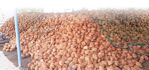 தேங்காய் உற்பத்தியாளர்களுக்கு ரூ. 800 கோடி நஷ்டம்: லட்சக்கணக்கான தேங்காய்கள் கிடங்குகளில் தேக்கம்