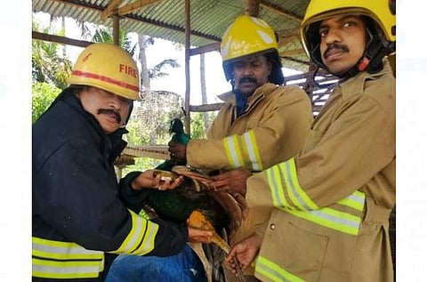தண்ணீர் இல்லாத குட்டையிலிருந்து காயத்துடன் ஆண் மயில் மீட்பு