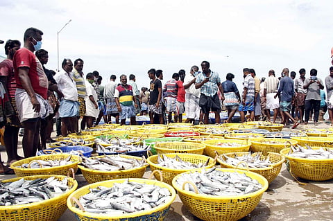 பாம்பன் மீனவர்களுக்கு அதிகளவில் மீன் வரத்து