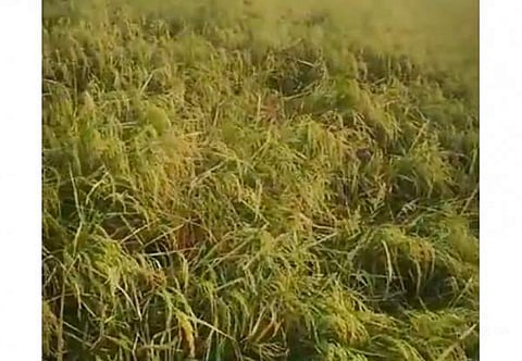 மானாமதுரை: விவசாய நிலங்களுக்குள் புகுந்து பயிர்களை நாசமாக்கும் பன்றிகளால் விவசாயிகள் கவலை