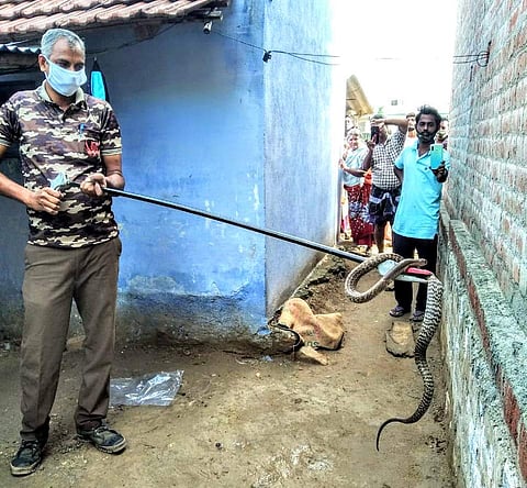 பாம்பினை பிடிக்கும் அந்தியூர் வனத்துறை வேட்டை தடுப்பு காவலர்.