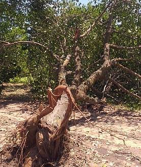 பலத்த காற்றுடன் மழை: பலா, முந்திரி மரங்கள் சேதம்